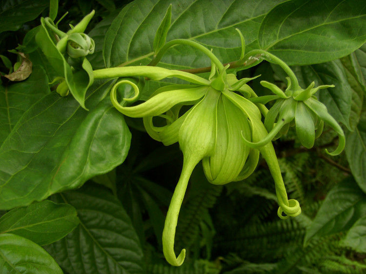 依兰花粉 依兰花浓缩粉 依兰花纯粉 西安 森冉生物-食品商务网