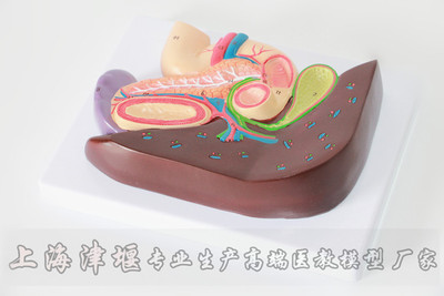 厂家供应 肝胰十二指肠切面模型 人体医学解剖模型 人体器官解剖