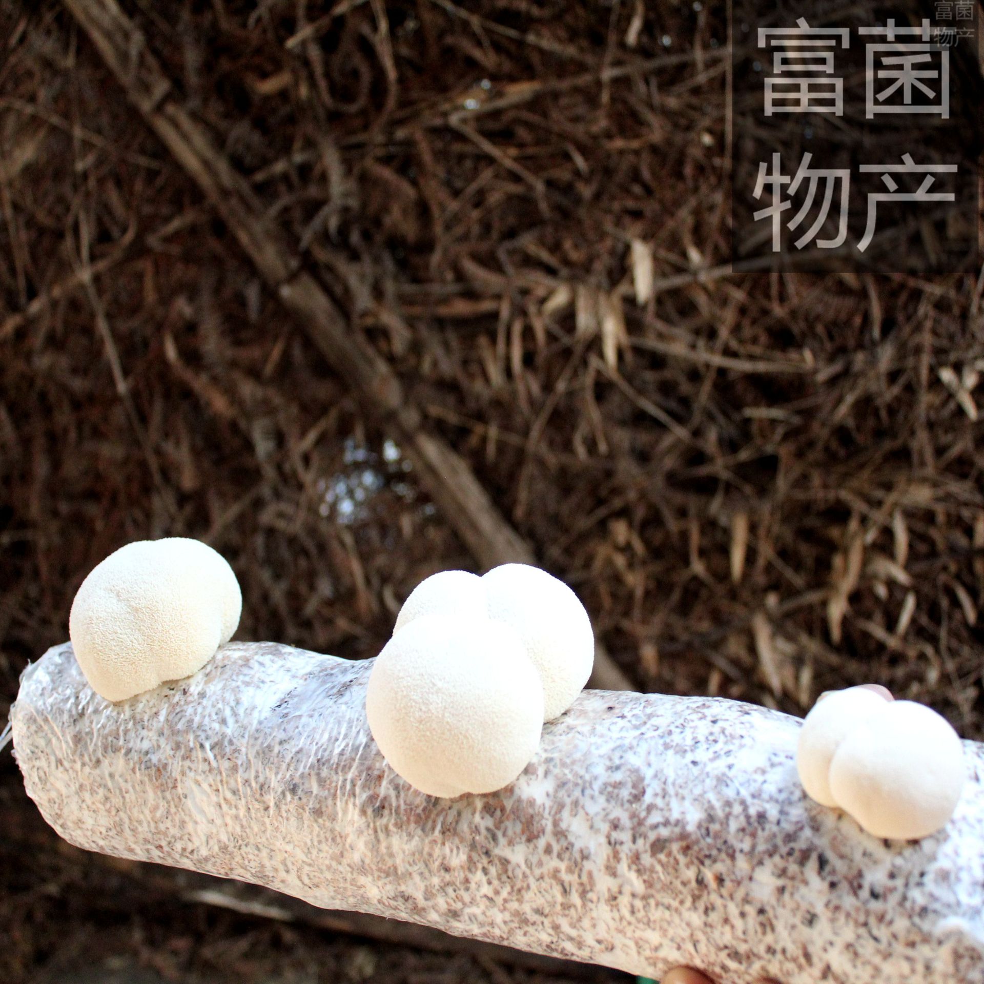 山野藏珍馐——猴头菇