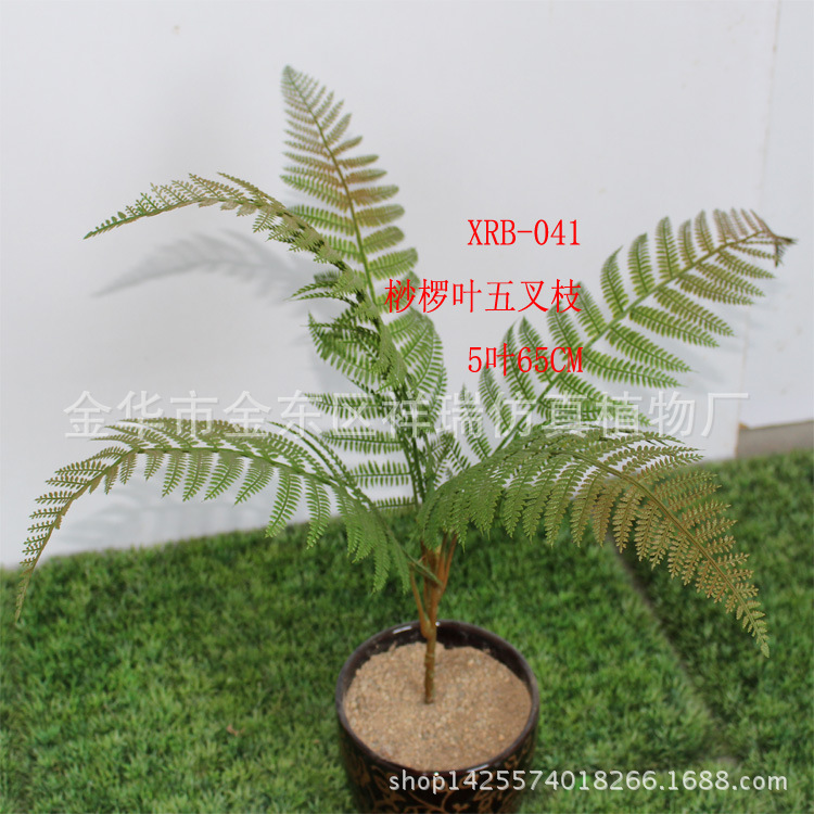 桫椤叶五叉枝5叶整