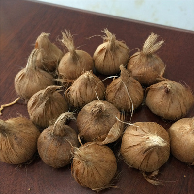 批发番红花 藏红花 西红花种球庭院盆栽宿根花卉种球基地发货|ru