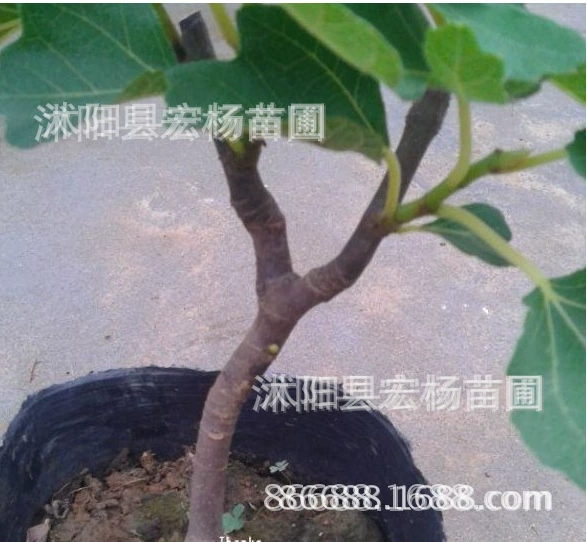 Flower Fruit Fruit Wood Seedlings No Fruit Kiwi