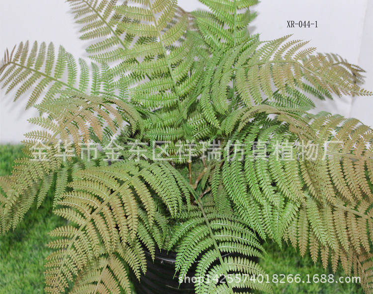 XRS-044盆栽桫椤叶树15叶50厘米1