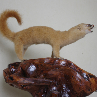 黄鼠狼标本仿真动物纯手工制作摆件工艺品家庭装饰品教学道具器材