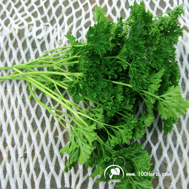新鲜番西法国香芹荷兰欧芹西洋芹摆盘装饰用品 新鲜蕃西蔬菜-阿里巴巴