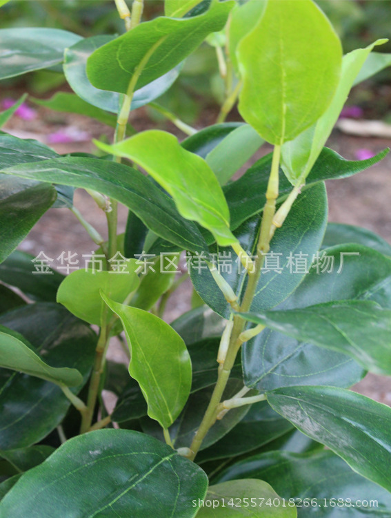 XRS-109迷你小盆栽香樟叶88叶40厘米3