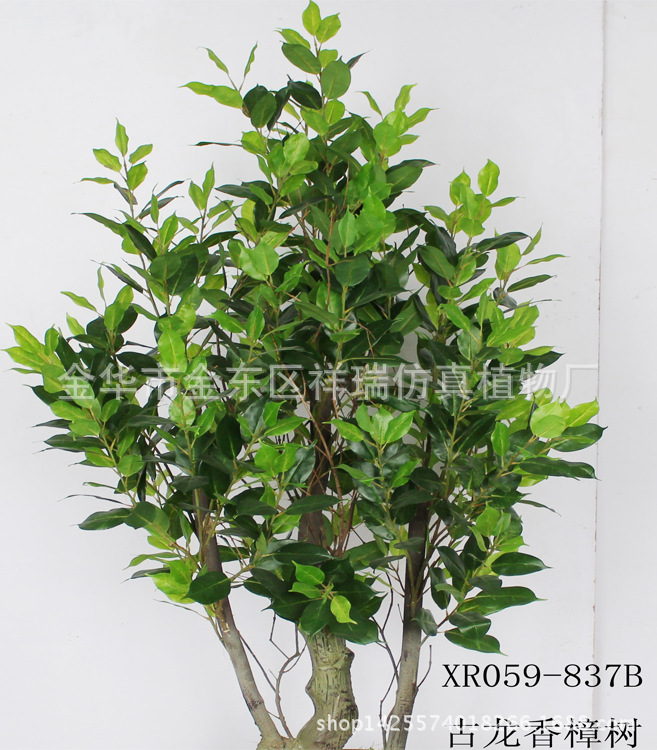 XRS-059古龙香樟叶树837叶170厘米2