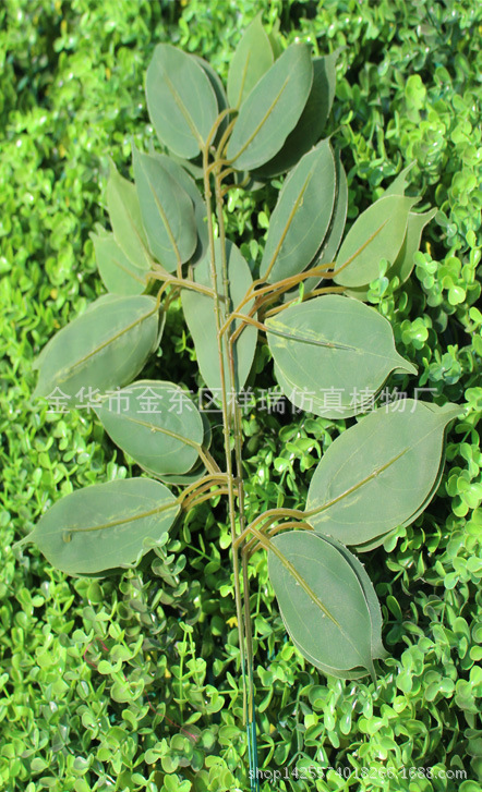 单枝香樟树叶14叶48厘米背面