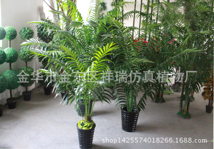 散尾葵展示厅一角