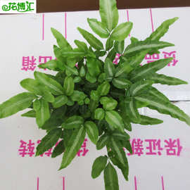 批发微景观植物 蕨类室内小盆栽绿色植物花卉（A90) 阿波银线蕨