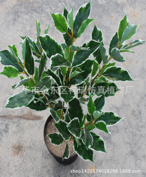 XRB-133白边香樟叶五叉枝90叶7CM