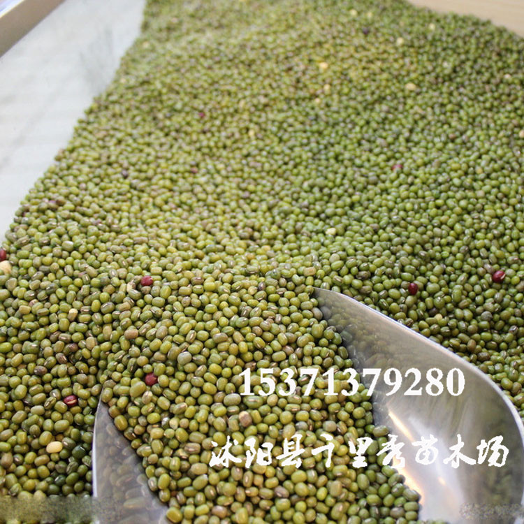 批发芽苗菜绿豆种子中绿豆小绿豆 绿豆芽食用特色芽苗种子