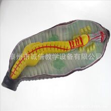 ������ģ�� J33104 ���С������������� �ЌW�̌W�x��