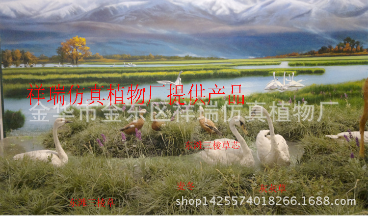 博物馆麦冬三棱草