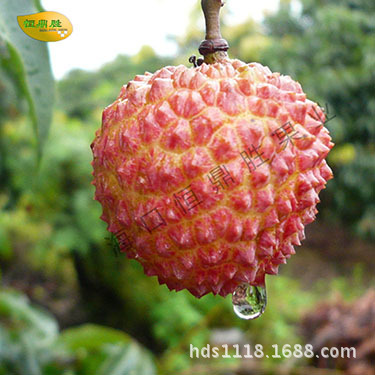 Hainan Sanya Litchi Advance sale 15 No. shipped around Great taste Superb Sweet and juicy