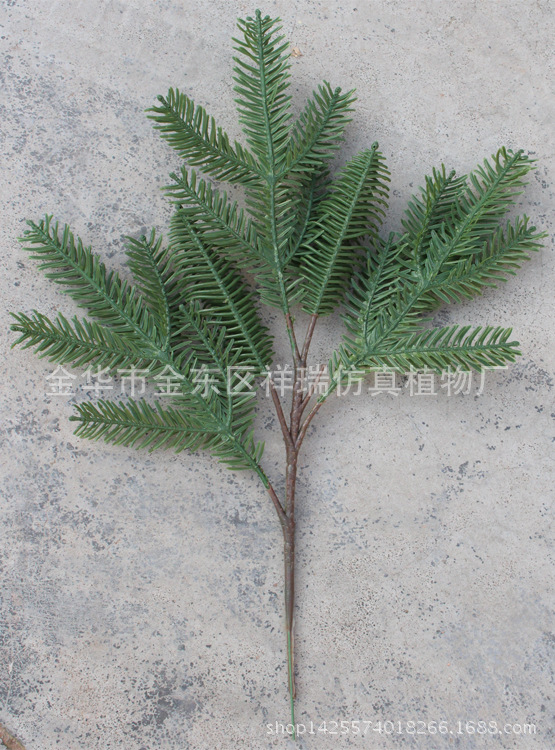 XRB-043岷江冷杉五叉枝17叶1果55厘米3