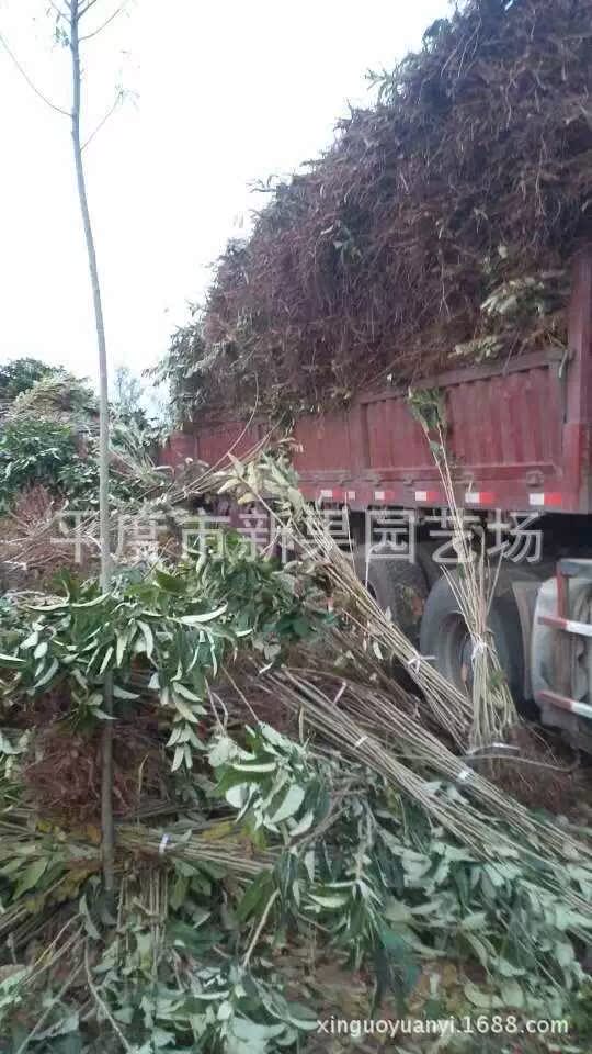 櫻桃苗裝車 (1)