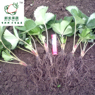 四川水果苗图片_四川水果苗图片大全 - 阿里巴