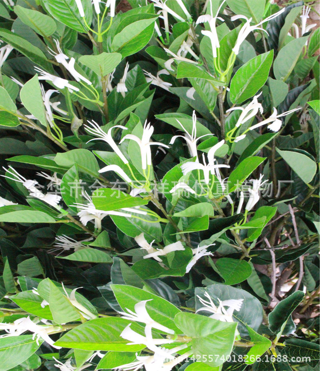 XRS-097金银花树1米花叶1