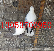 燕子鸽子价格是多少 黑燕子鸽图片 红色燕子观赏鸽养殖场