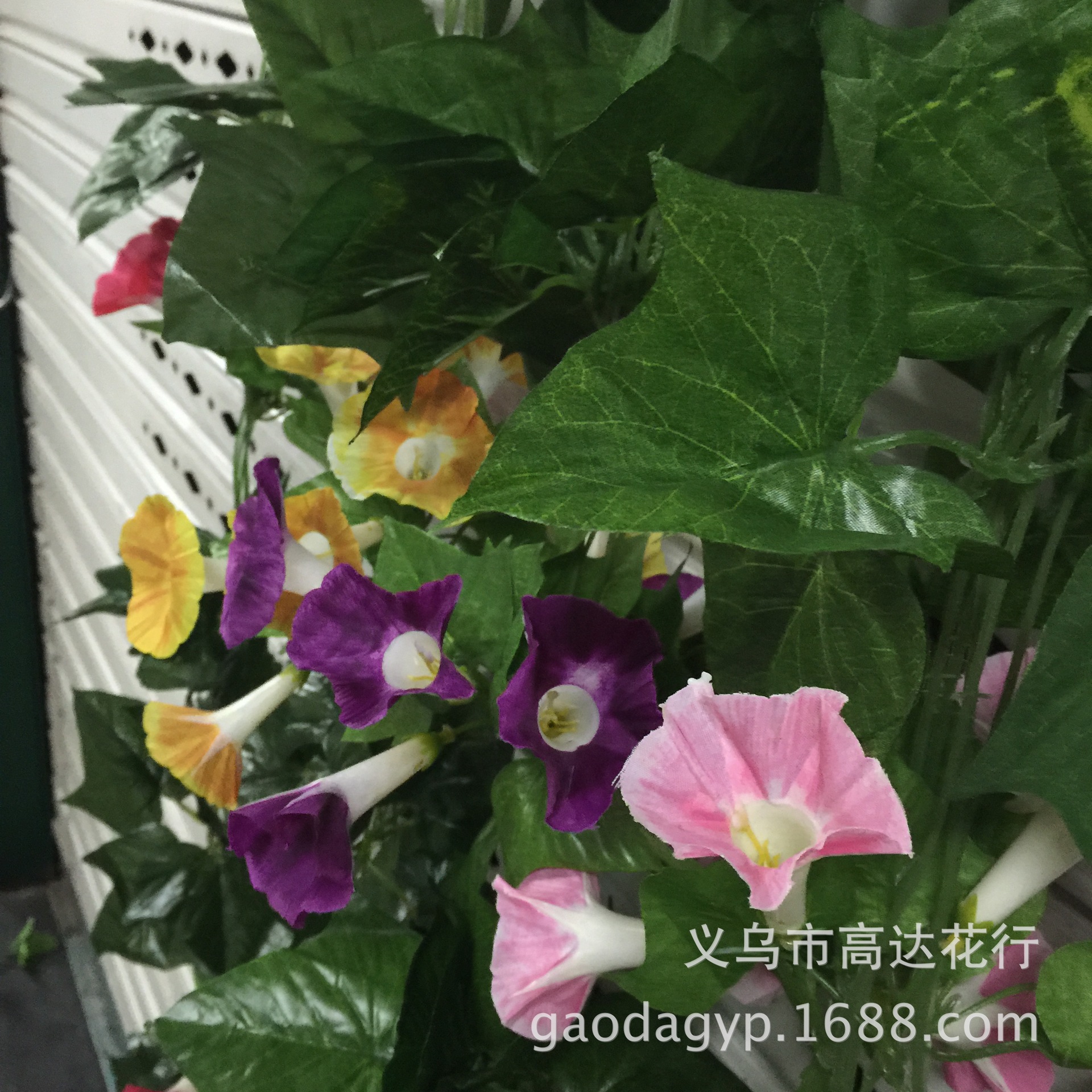 18号大牵牛花花条