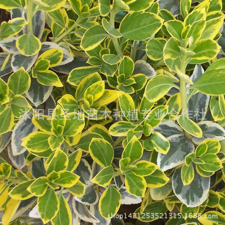 供應金邊黃楊小苗批發 護坡綠化 濕地綠化 規格齊全 量大優惠