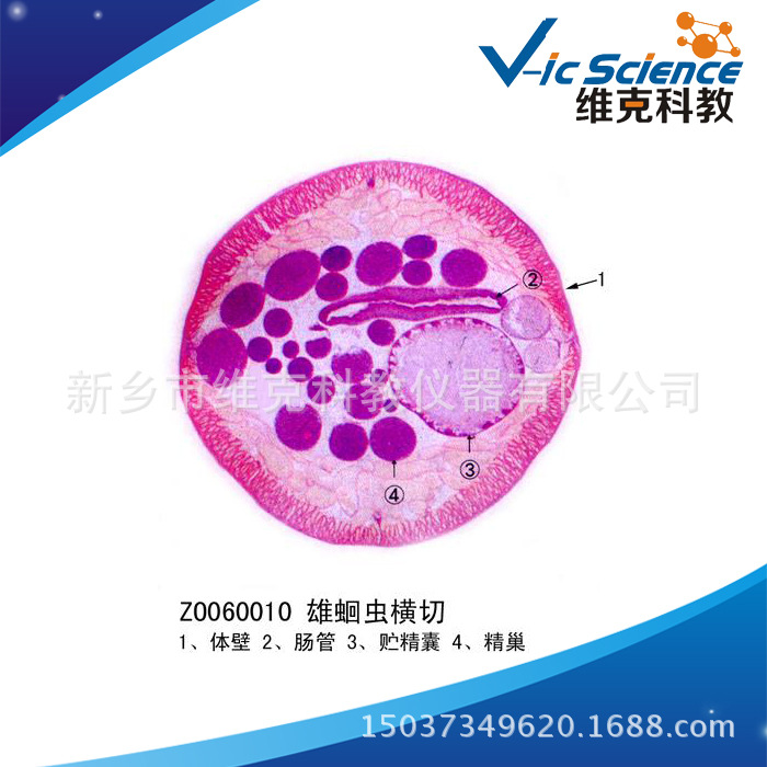 蛔虫雄横切 生物切片 动物学生物学类 线虫动物门|ms