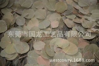 国外小圆叶 天然树叶 干树叶 永生草 国外干花材