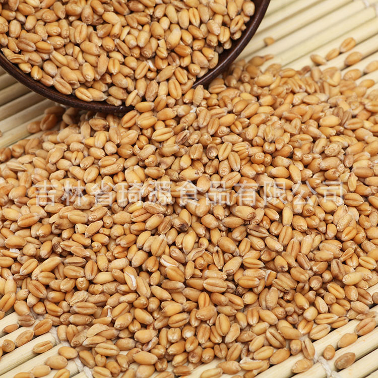 Roasted Wheat Kernels Low Temperature Baked Peeled Wheat for Fresh Soy Milk Northeast China specifications