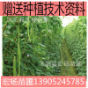 Jiangxi Xiaowuye "Polysis, heat -resistant pod strip is straight without sage, spring and autumn, planting