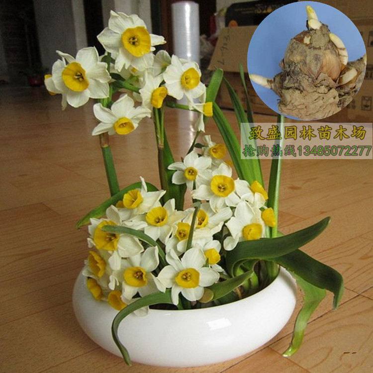 水仙花折法_水仙花折法供应商_水仙花折法批