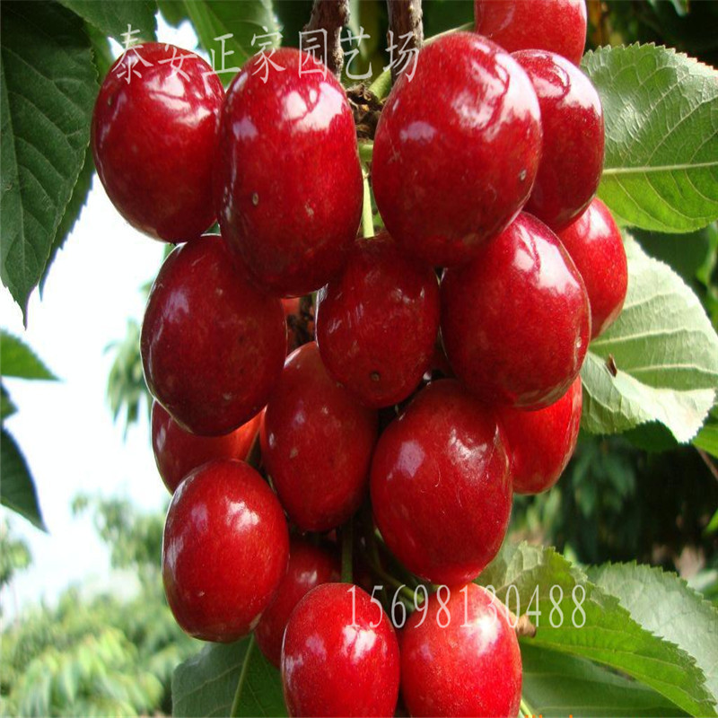 wKhQcFRJP46EUYvZAAAAAIf6sPY780