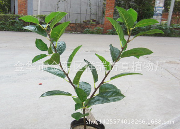 XRB-031梨叶二叉支40叶68CM