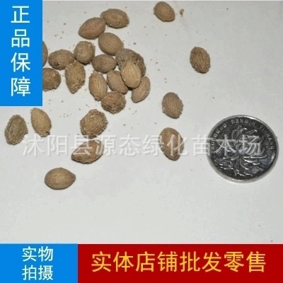 Tree seeds Tassel seed Tassel tree Shredded radish Cattle tendon Wujin Zi Tea April