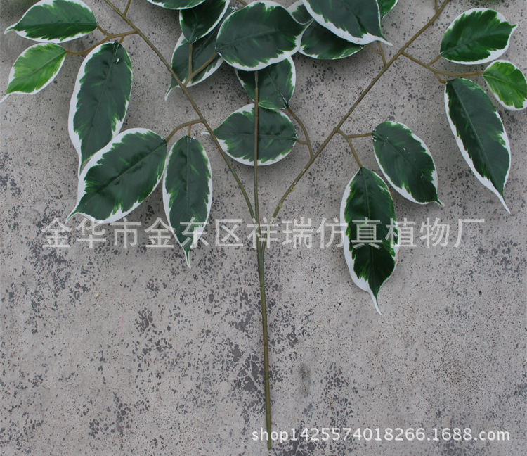 XRB-114白边榕3叉枝39叶枝干