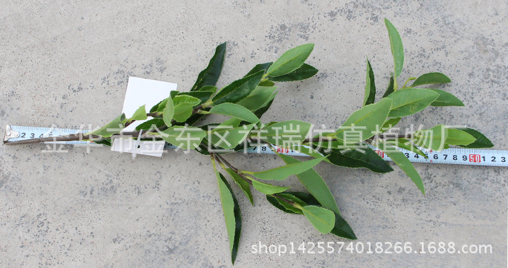 XRB-125四叉枝安吉白茶叶59叶50厘米3