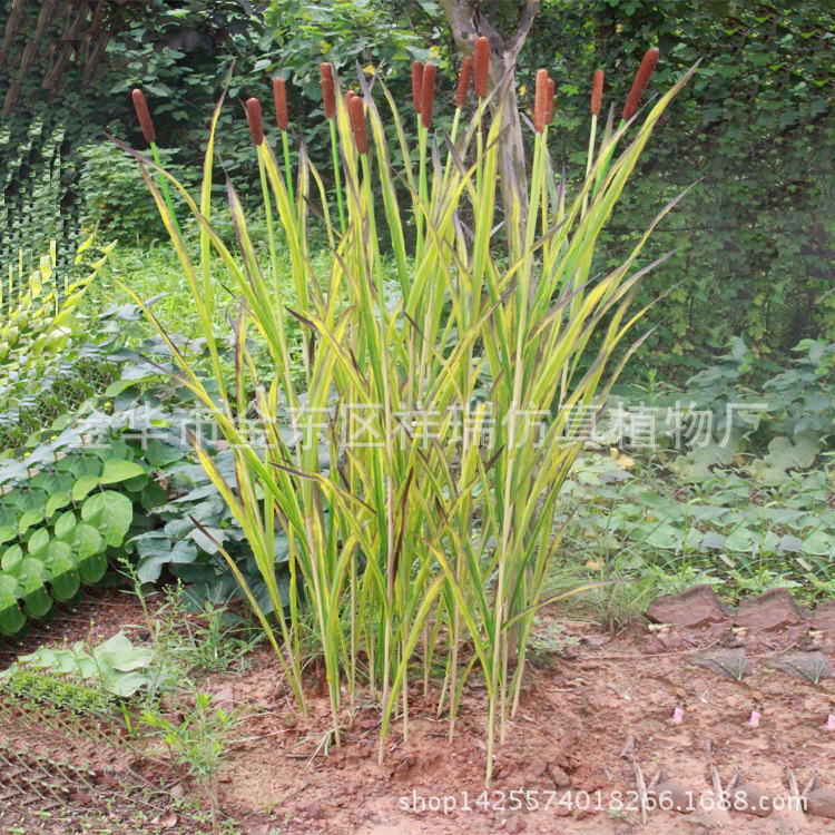 XRB-075单枝香蒲9叶150CM单枝1