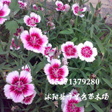 ���ܷN�����ʯ��N ���l���ʯ��N��ʯ��ݷN��