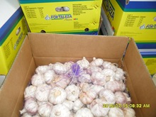 出口非洲各个规格保鲜普白蒜EXPORT TO AFRICA WHITE GARLIC