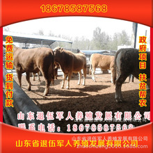 ��Ӧ³����ţ  С��ţ  С��ţ  ��ţ  ţ��  Сţ��