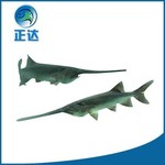 淡水养殖鸭嘴鲈鱼苗 淡水养殖鲈鱼苗 现货供应鲈鱼鸭嘴鱼鱼苗活体