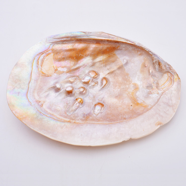 freshwater Mother of pearl shell Jewelry shell Raw materials ornament ornament Placing goods wholesale