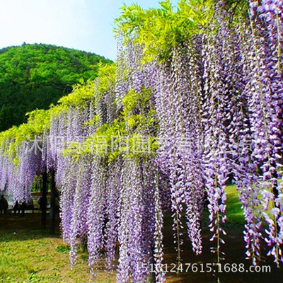 Wisteria Sapling Climbing Botany Purple wisteria Four seasons Bloom courtyard Wall Climbing flowers and plants Green seedlings