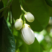 精选优质柚子花柚子花茶玳玳花茶柚子花草茶1000克起批 大量供应