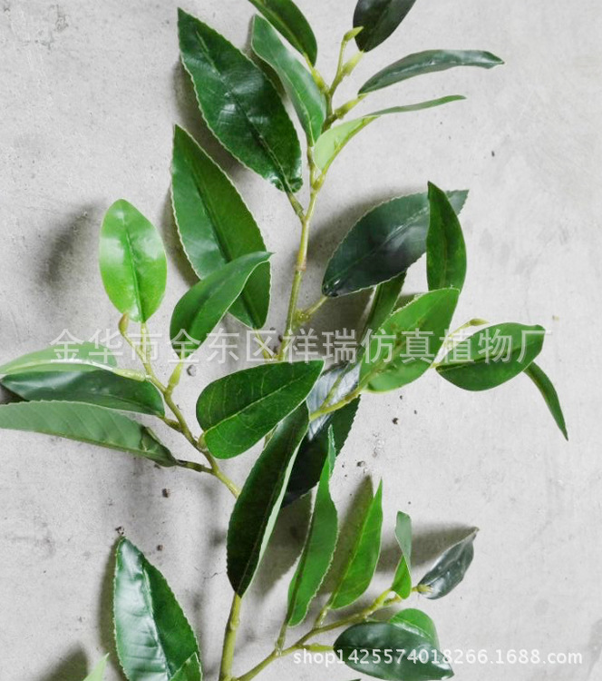 XRB-062南川柳单枝36叶55厘米叶子近照