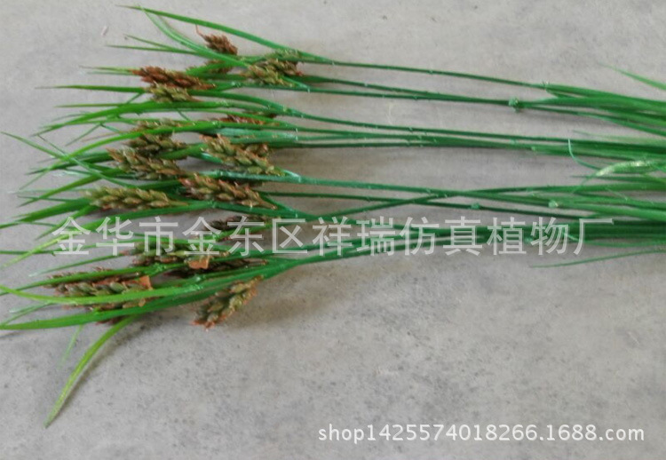 三棱草组合叶6叶花近照2