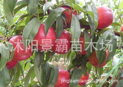 基地直销金秋红蜜桃 桃树 晚熟新品种  嫁接桃树|ru