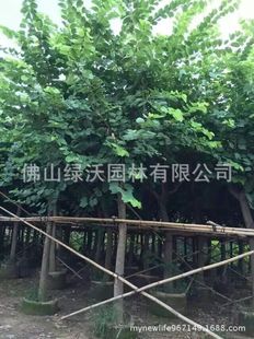 12���ּt�����G ������G �����G��r���@�־G��������ľ���G����