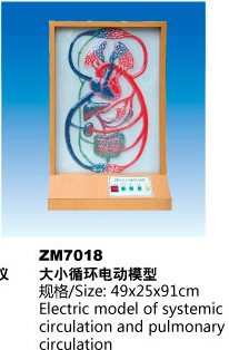 大小循环电动模型