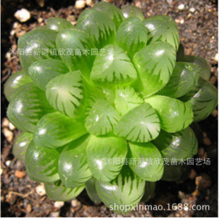 �������l ��Ʒ�N ����С���� ��¶  ����¶ ��������